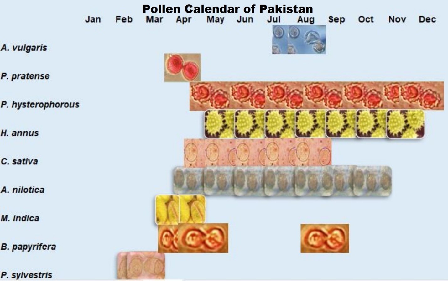 pollen callendar